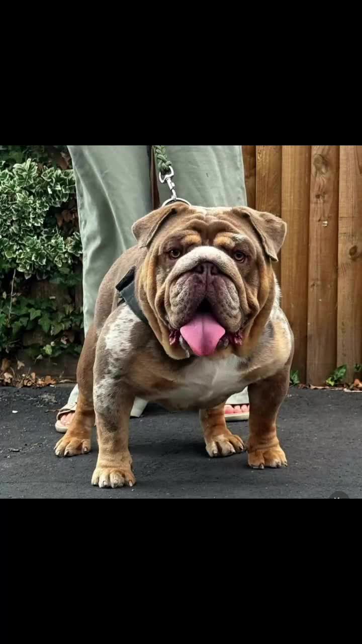 English Bulldog dogs for sale: QUALITY ENGLISH BULLDOG PUPPIES - Video 1