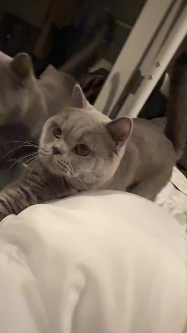 British Shorthair cats for sale: Beautiful British shorthair  - Video 1
