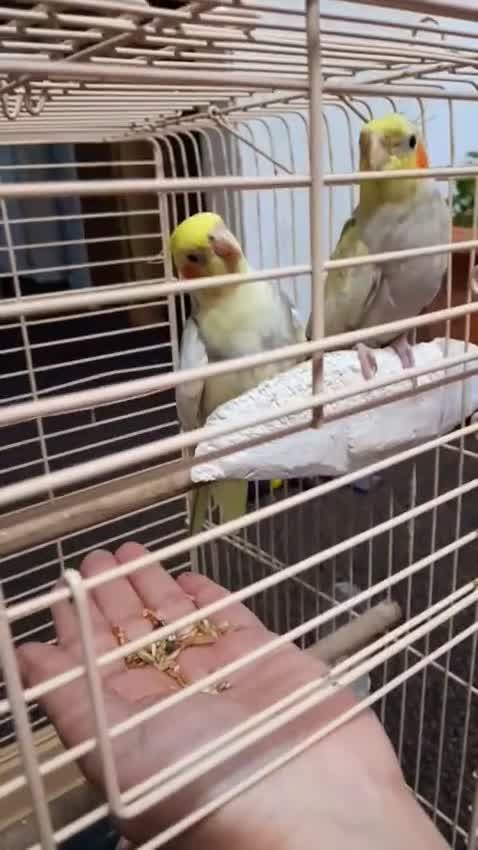 Cockatiels birds for sale: cockatiels  - Video 3