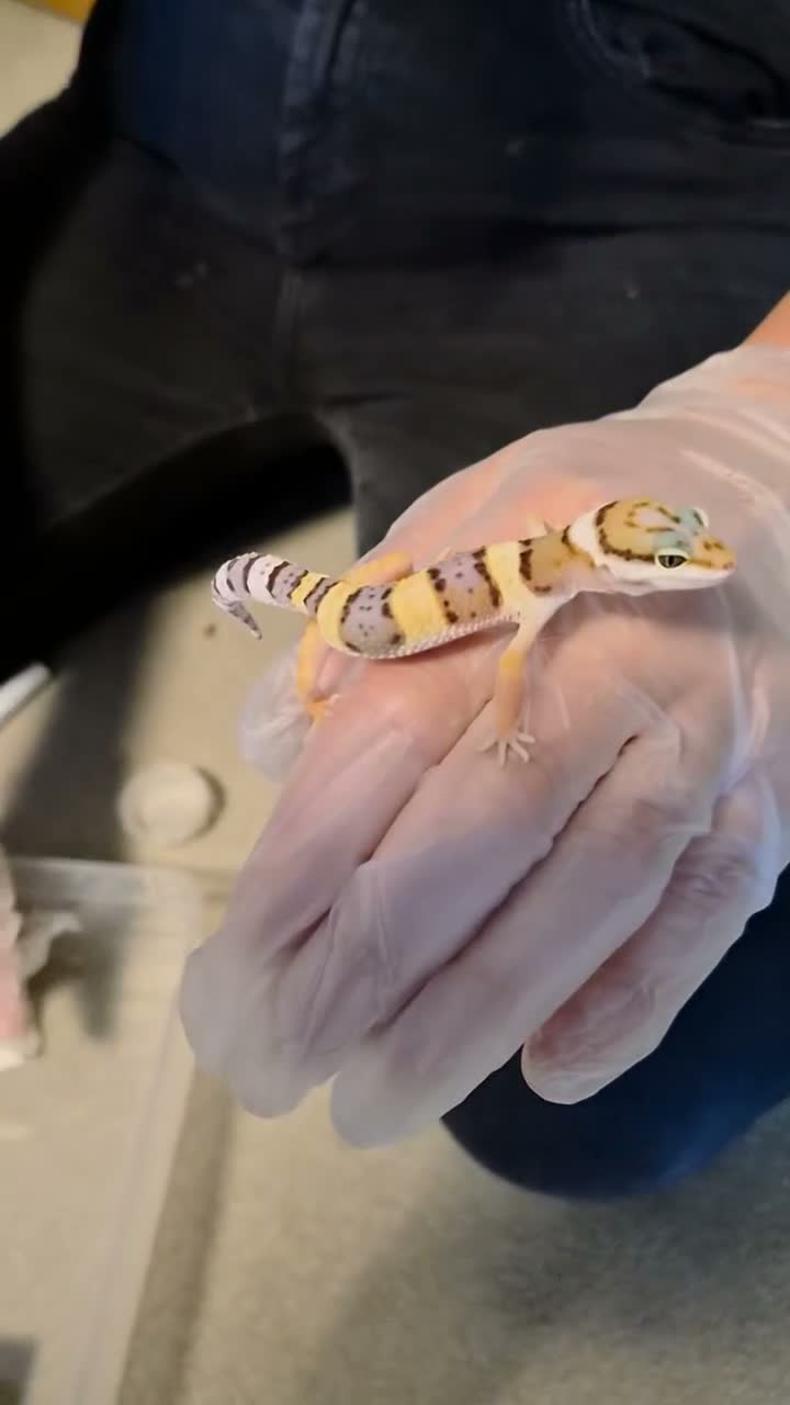 Leopard Gecko reptiles for sale: Leopard Geckos  - Video 1