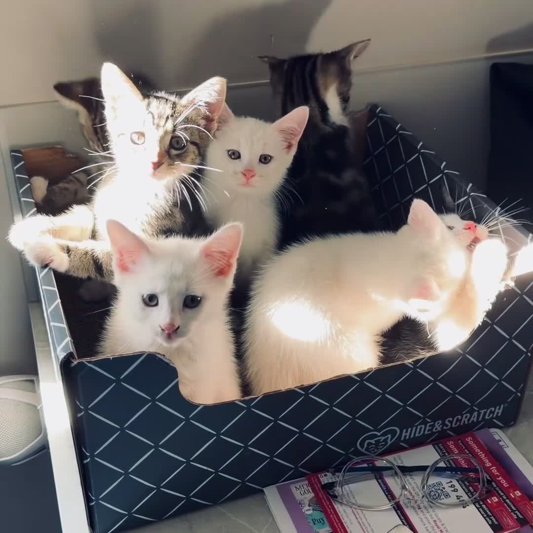 Mixed Breed cats for sale: Seven Beautiful Kittens Looking for Loving Homes - Video 1