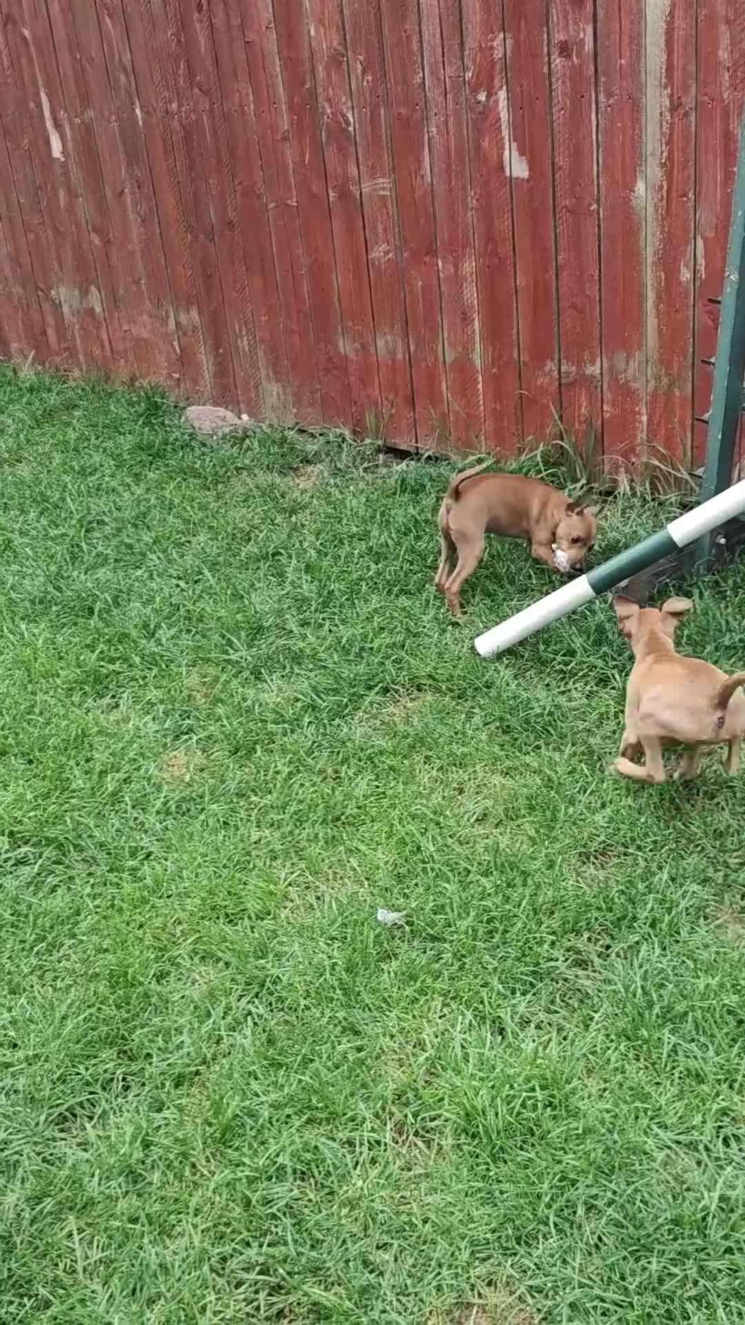 Miniature Pinscher dogs for sale: Lovely red boy ready for loving home in Edinburgh - Video 1