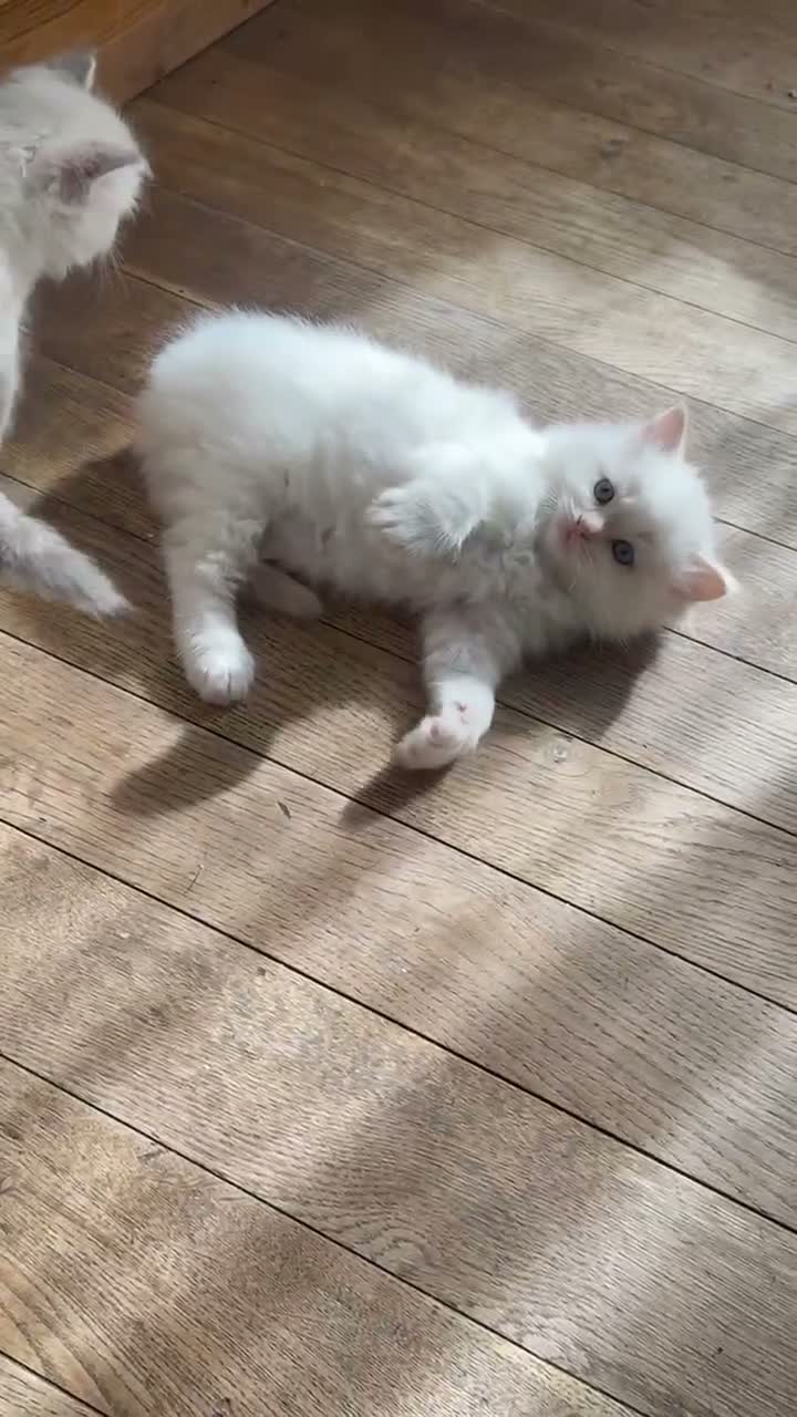 Ragdoll cats for sale: Adorable Purebred Ragdoll Kitties 🤍 - Video 1