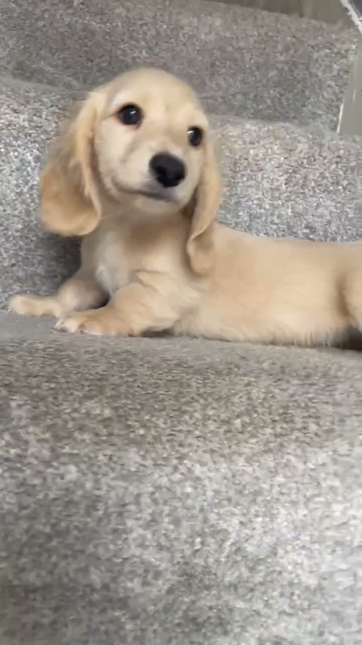 Miniature Dachshund dogs for sale: REDUCED READY NOW Longhair cream mini dachshund - Video 2