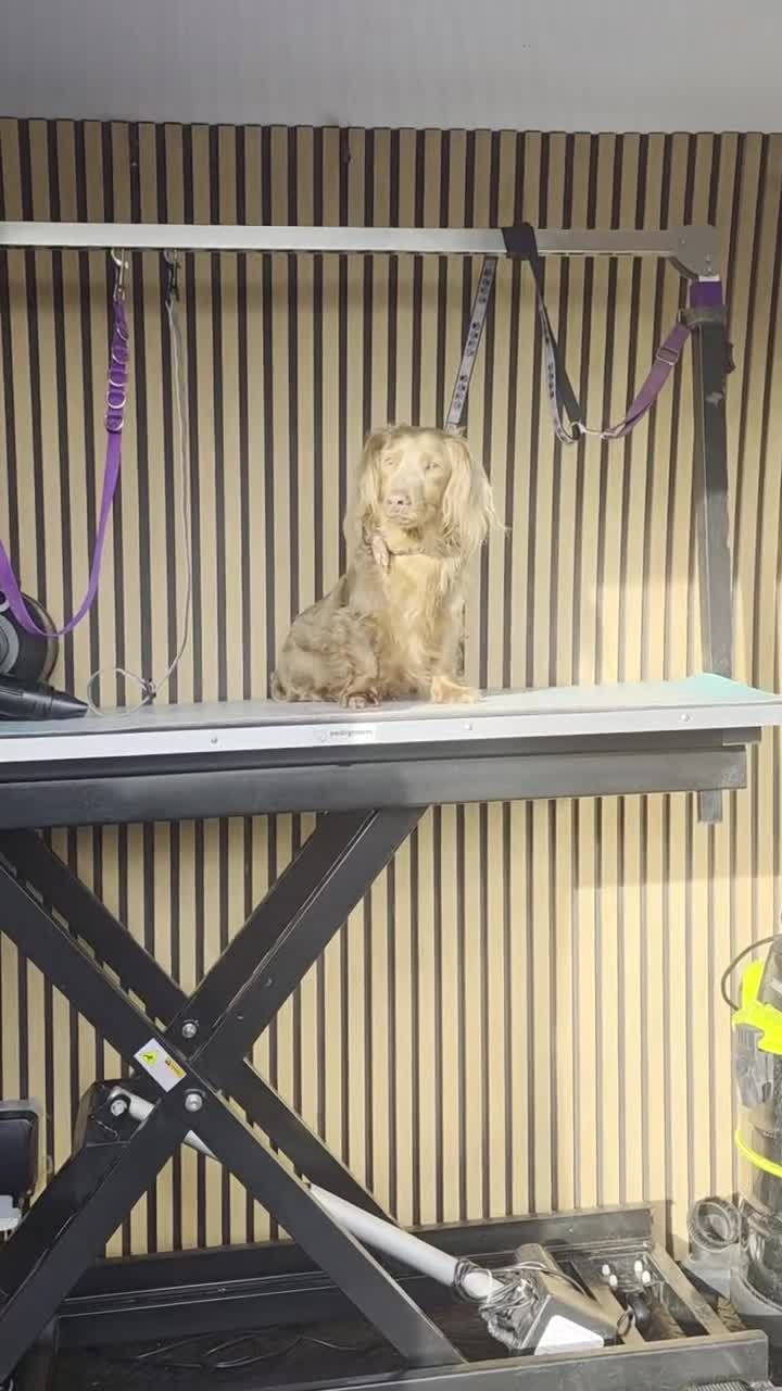 Miniature Dachshund dogs for stud: **RogueRoyales Luxe** PRA Clear Long Hair - Video 1