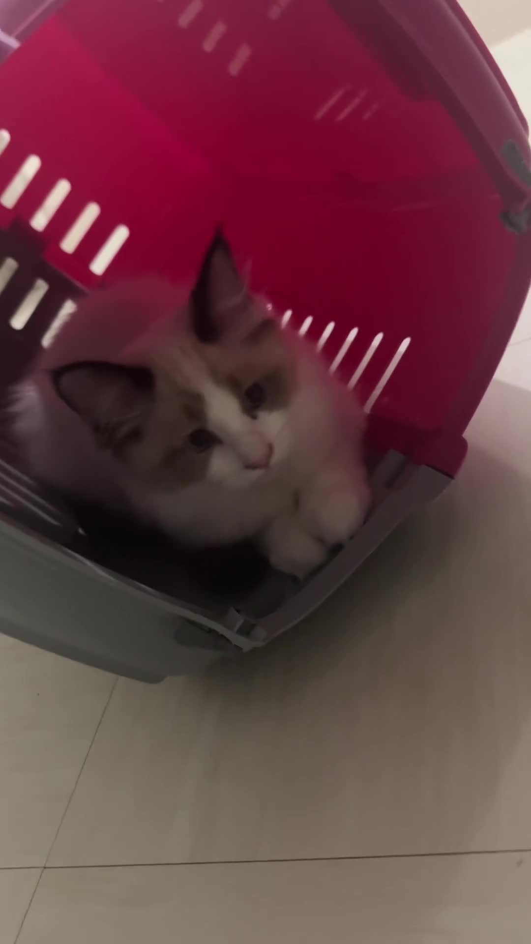 Ragdoll cats for sale: Last Ragdoll Kitten 🐱  - Video 2