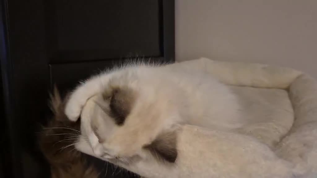 Ragdoll cats for sale: 3 Tica Registered Ragdoll Kittens For Sale  - Video 3