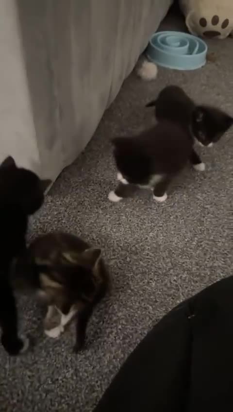 Mixed Breed cats for sale: Beautiful kittens for sale - Video 2