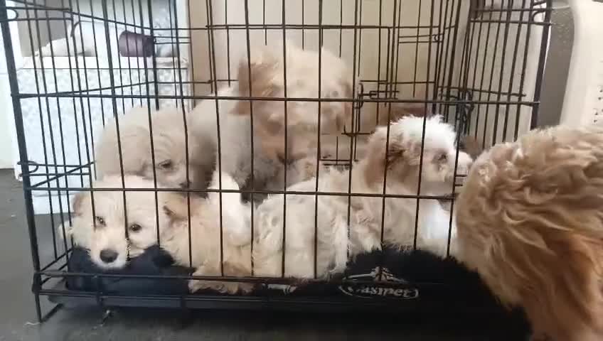 Maltese dogs for sale: 5 F1 cockapoo and Maltese Puppies 8 Weeks Old  - Video 1