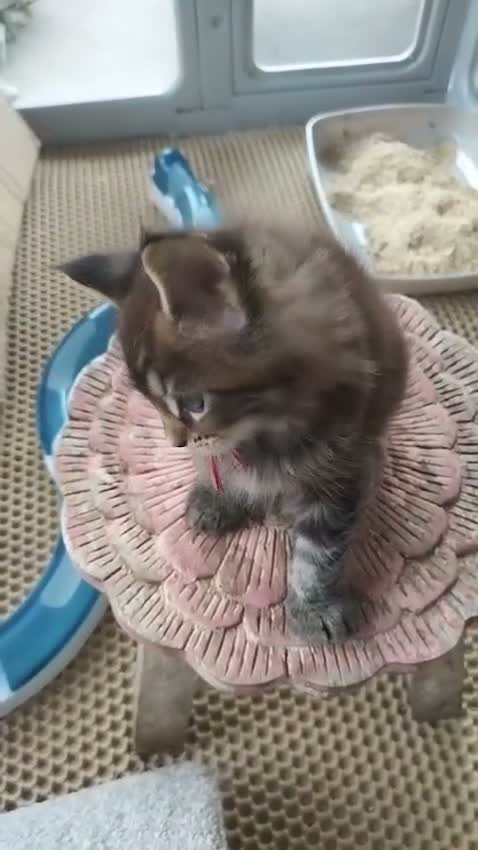 Maine Coon cats for sale: Chunky loveable Maine Coon Boy - Video 1