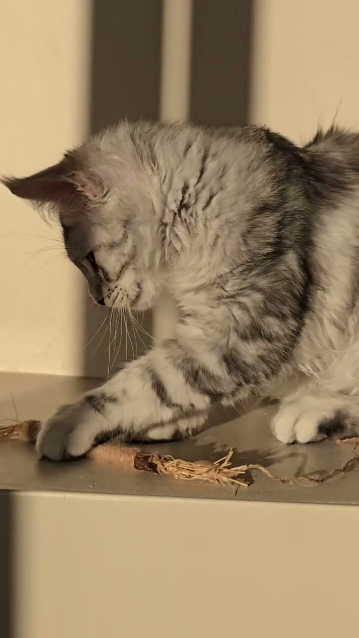 Maine Coon cats for sale: GCCF Registered Maine Coon Kittens Peterborough - Video 2