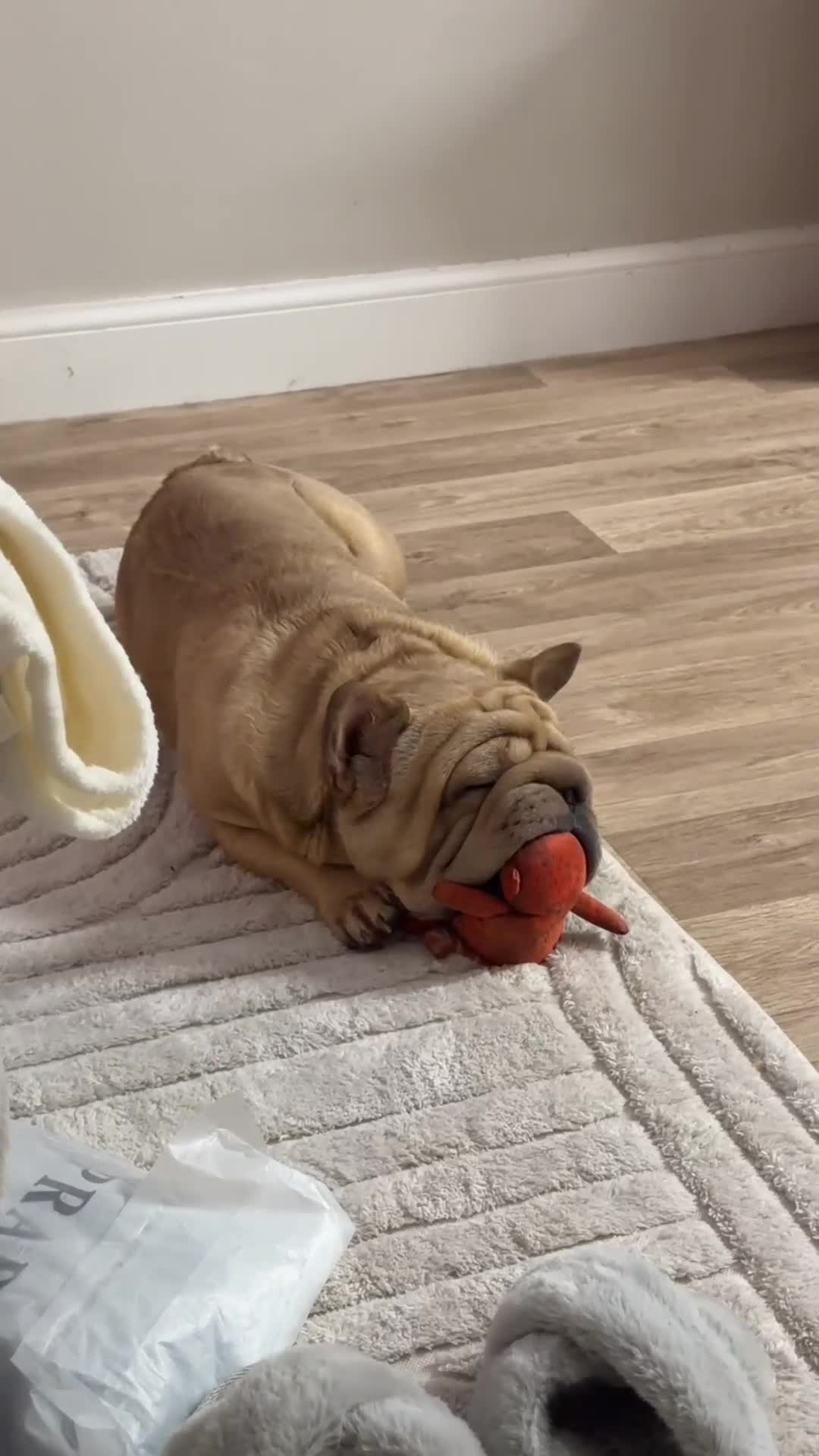 French Bulldog dogs for sale: Big rope frenchie Hugo   - Video 1