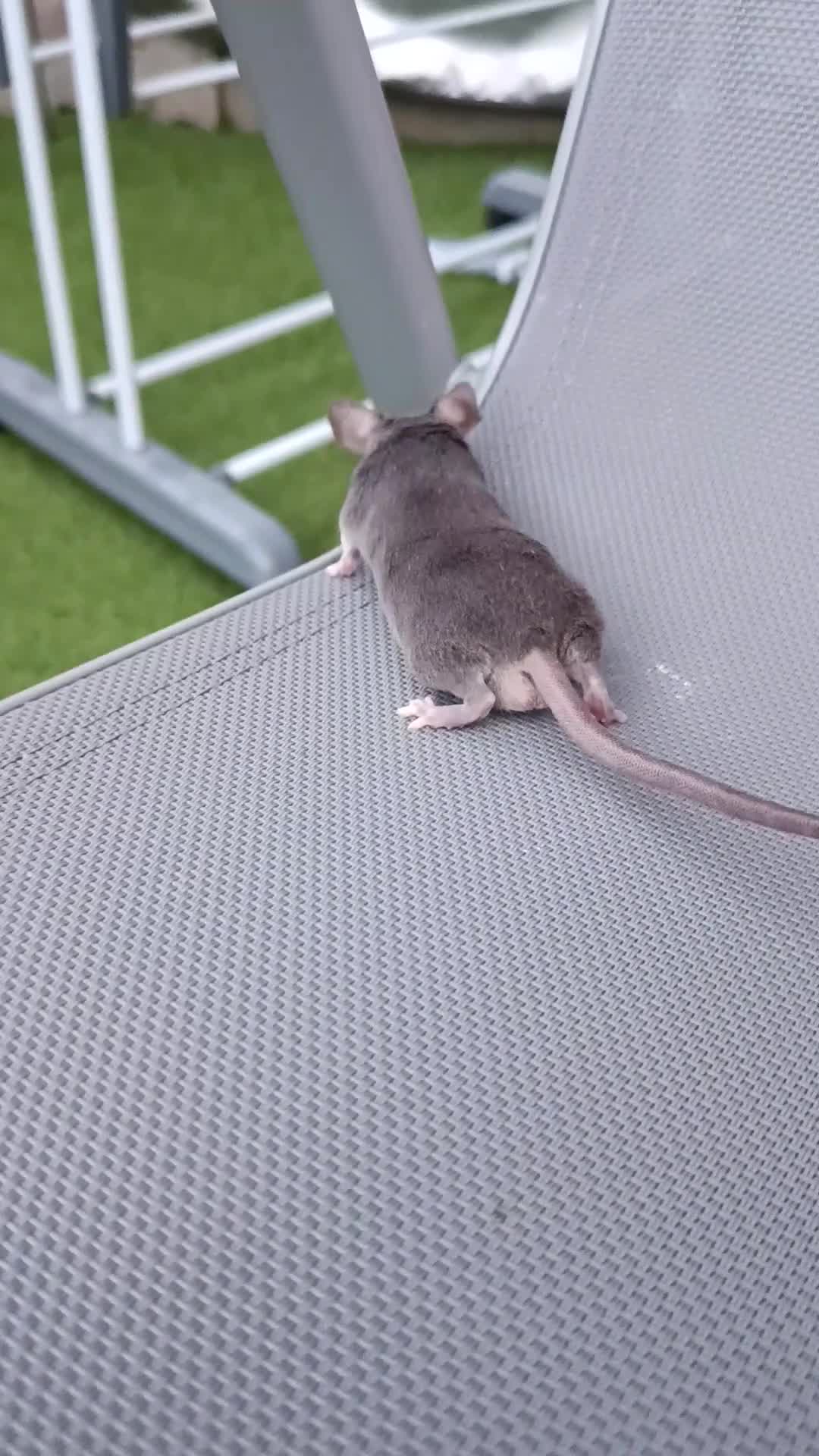 Mouse rodents for sale: Friendly male adult mouse seeking new home  - Video 1