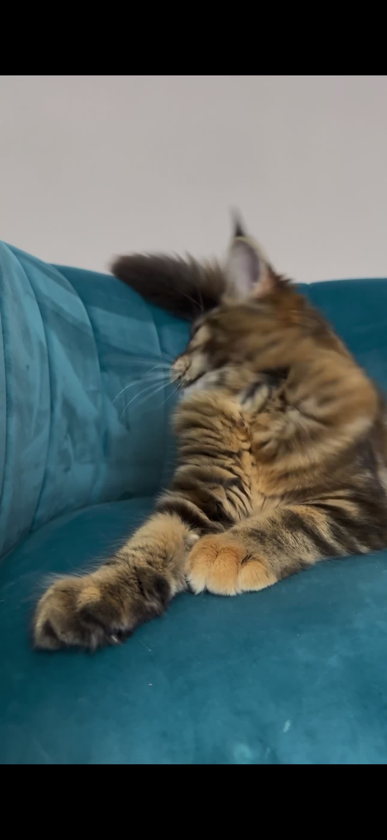 Maine Coon cats for sale: TICA Pedigree Registered Maine Coon Kittens - Video 1