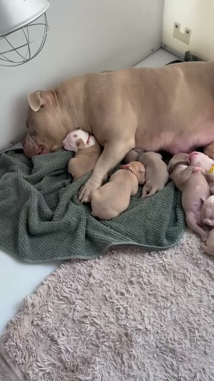 American Bully dogs for sale: Pocket Bullys  - Video 1