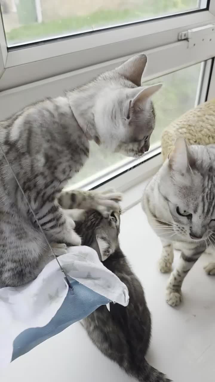 Bengal cats for sale: Beautiful Silver Bengal Kittens Ready soon in Southampton - Video 1