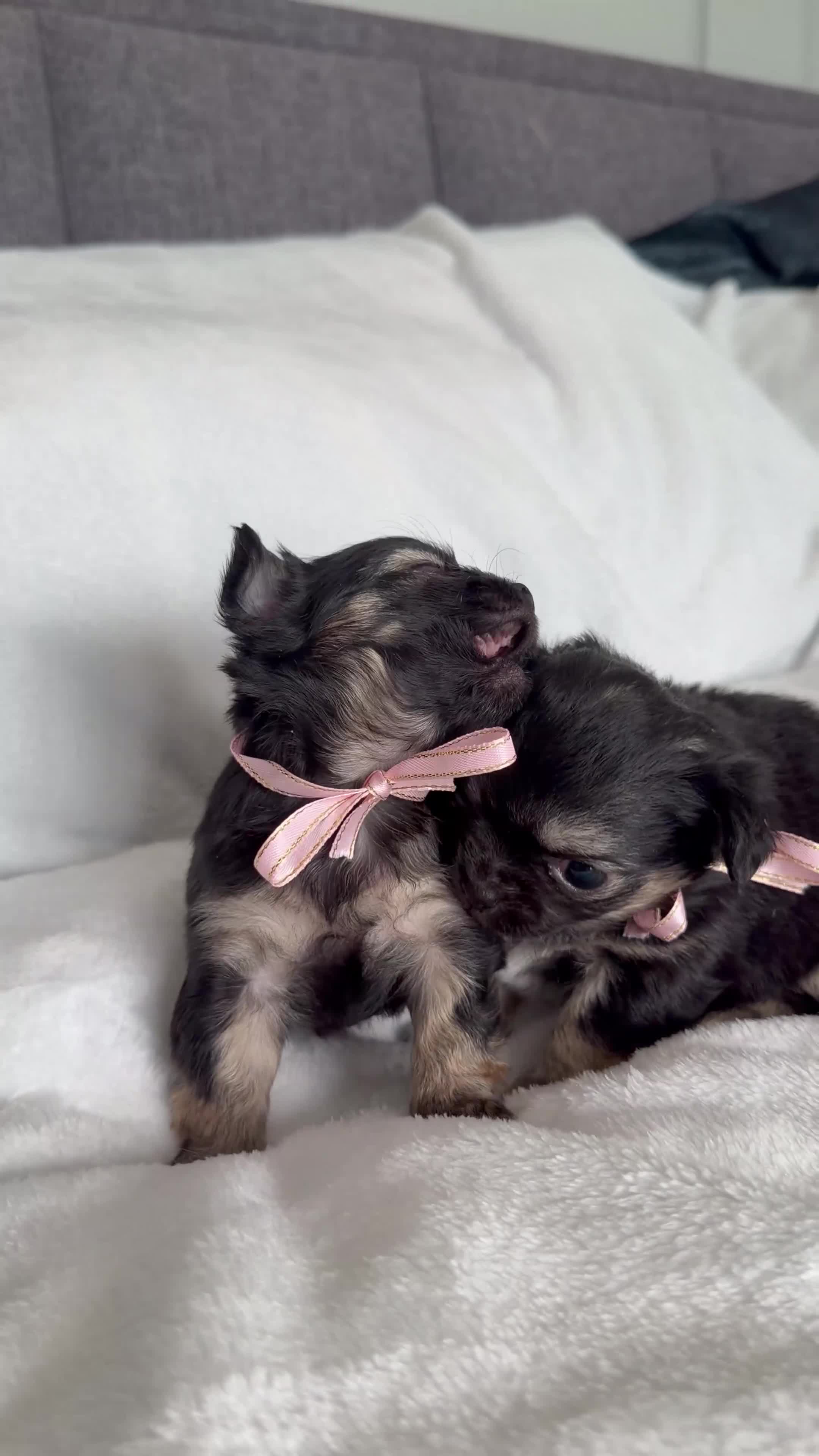 Chihuahua dogs for sale: Two beautiful long haired Black and Tan females - Video 1