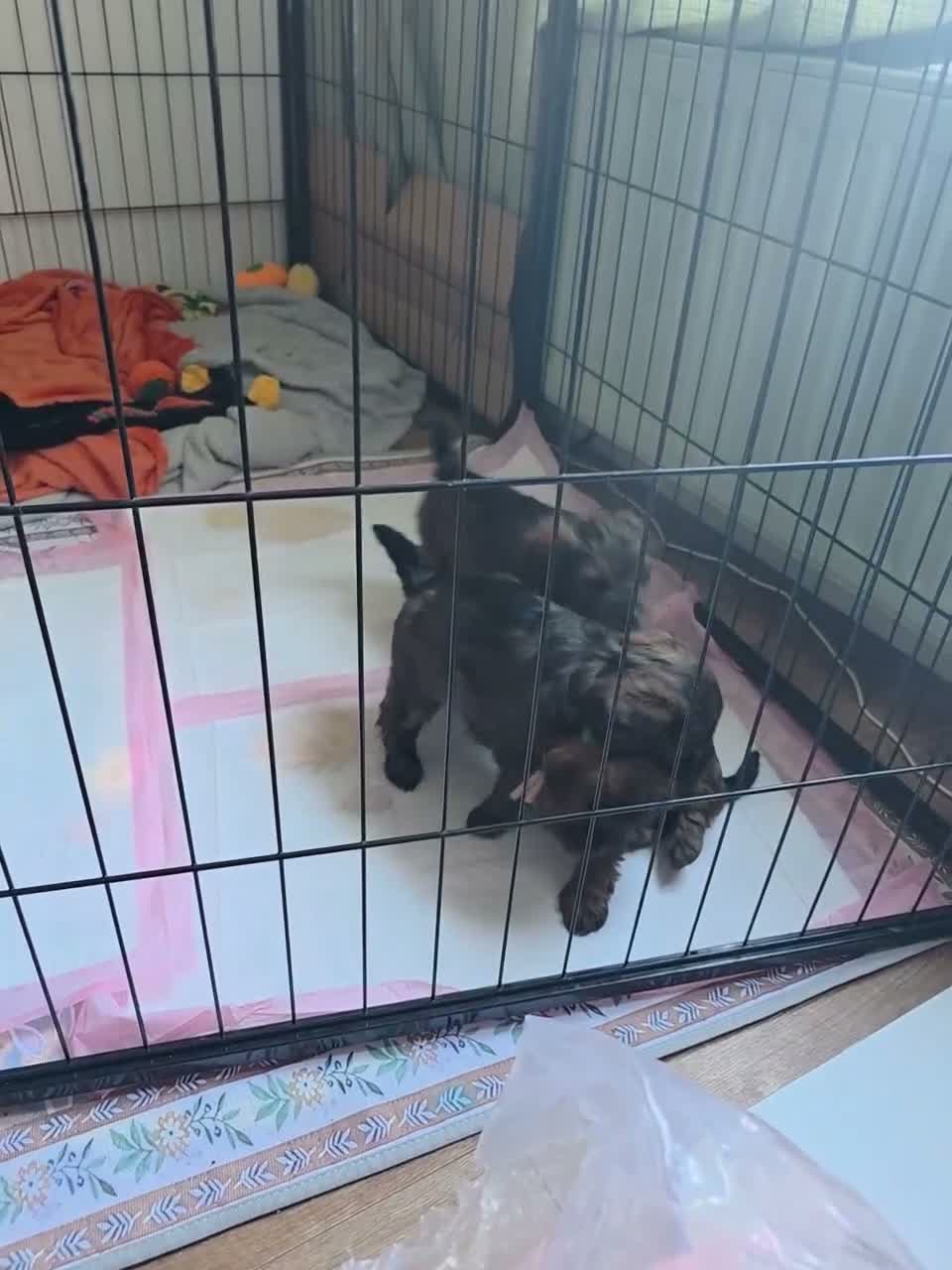 Yorkiepoo dogs for sale: Yorkiepoo puppies for sale - Video 1
