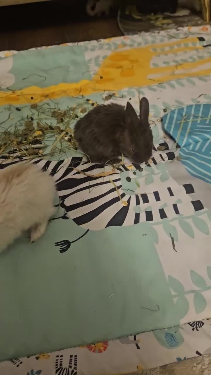 Mixed Breed rabbits for sale: They are mix Rex and Dutch  - Video 1