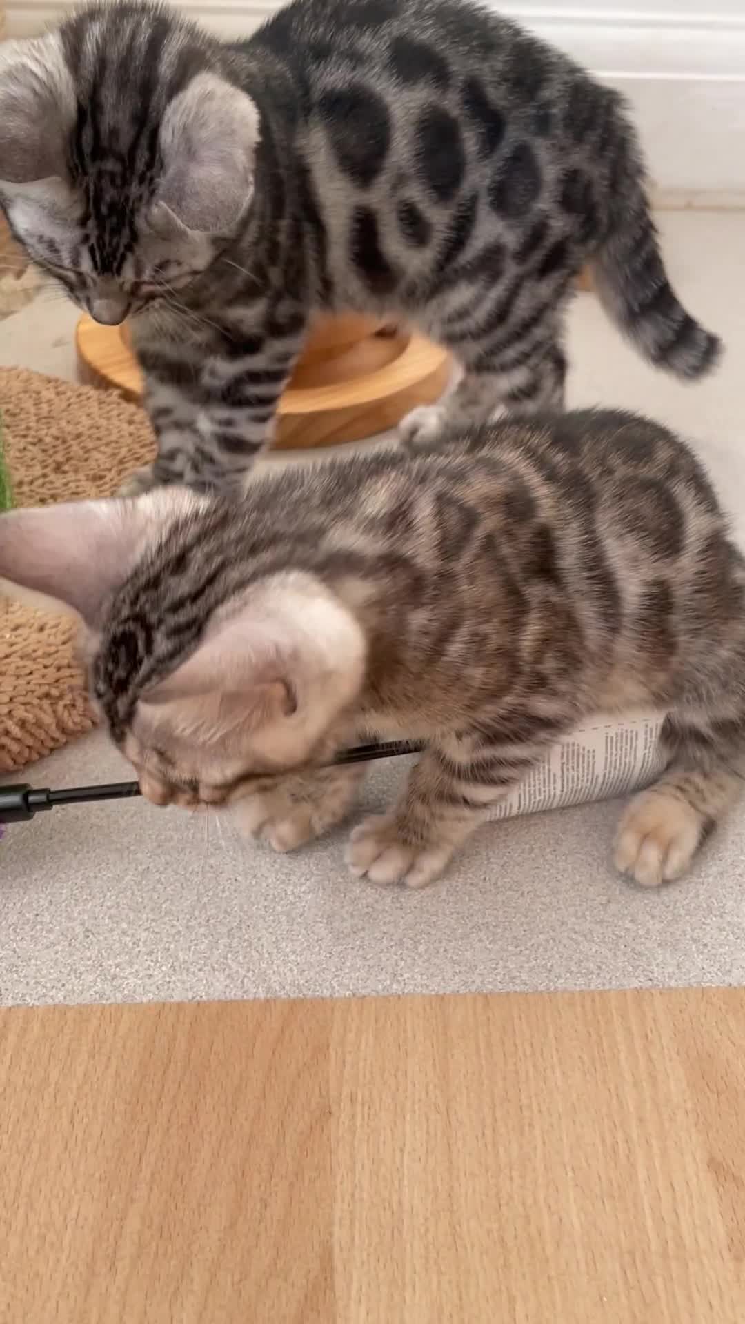 Bengal cats for sale: Stunning Beauty Bengal princess ❤️ - Video 2