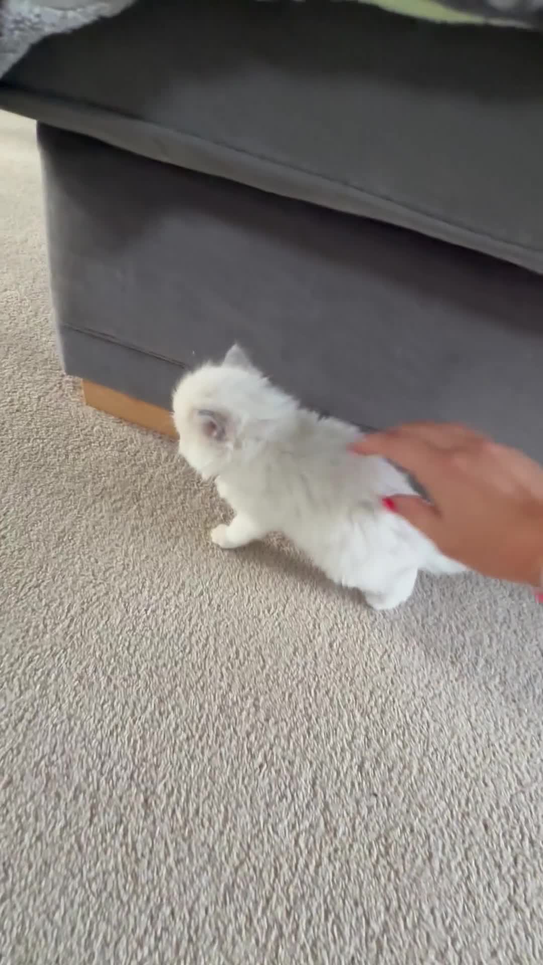 Ragdoll cats for sale: 📍1 FEMALE LEFT!🍼GCCF REGISTERED🐾 - Video 1