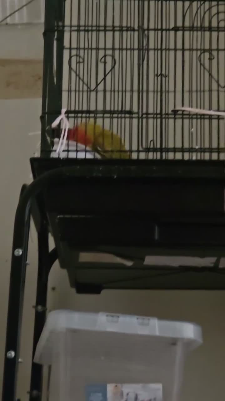 Lovebirds birds for sale: 100% breeding lovebirds pair in Sheffield - Video 1