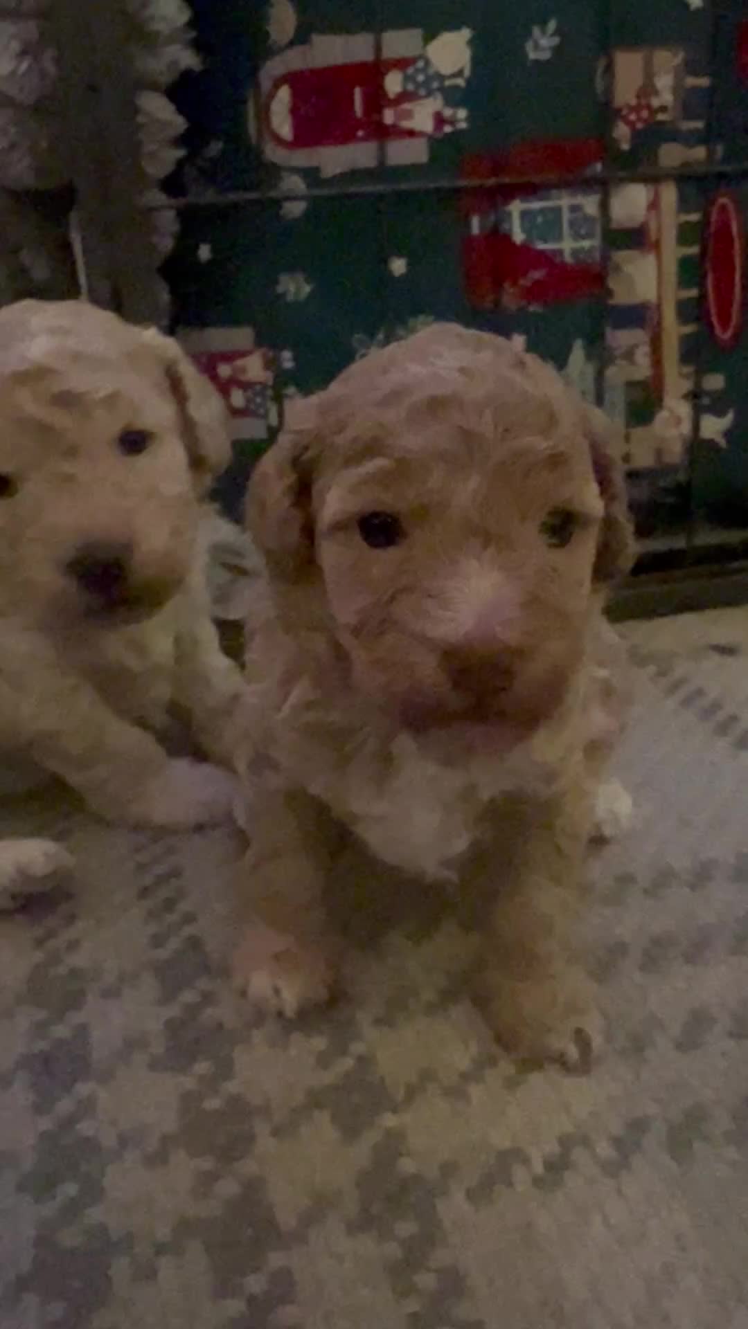 Cockapoo dogs for sale: Cockapoos for sale.  - Video 1