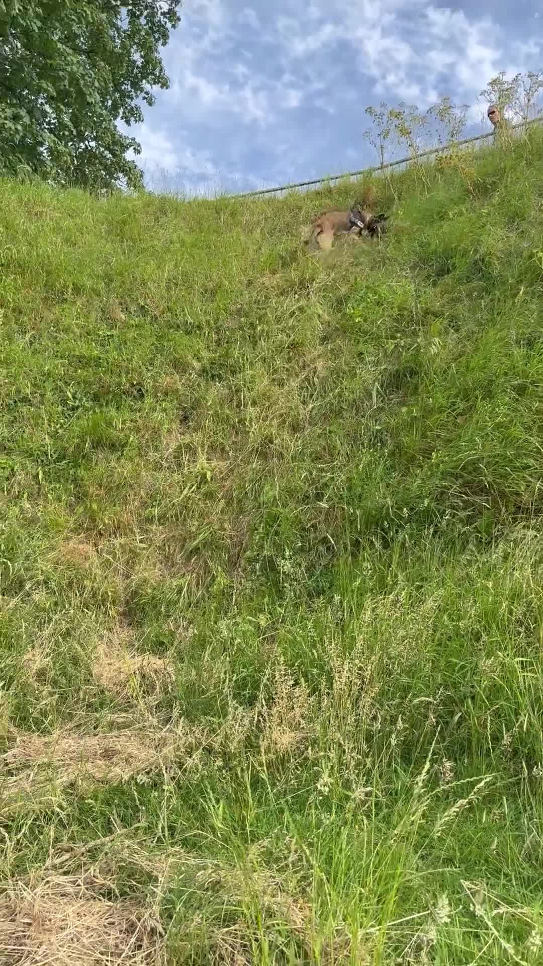 Belgian Shepherd Dog dogs for sale: Belgian malinois  - Video 1