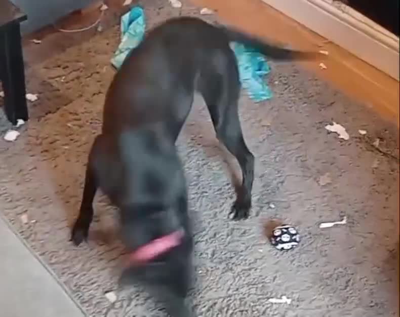 Mixed Breed dogs for sale: Luna - Whippador (new pictures & info on request) - Video 1