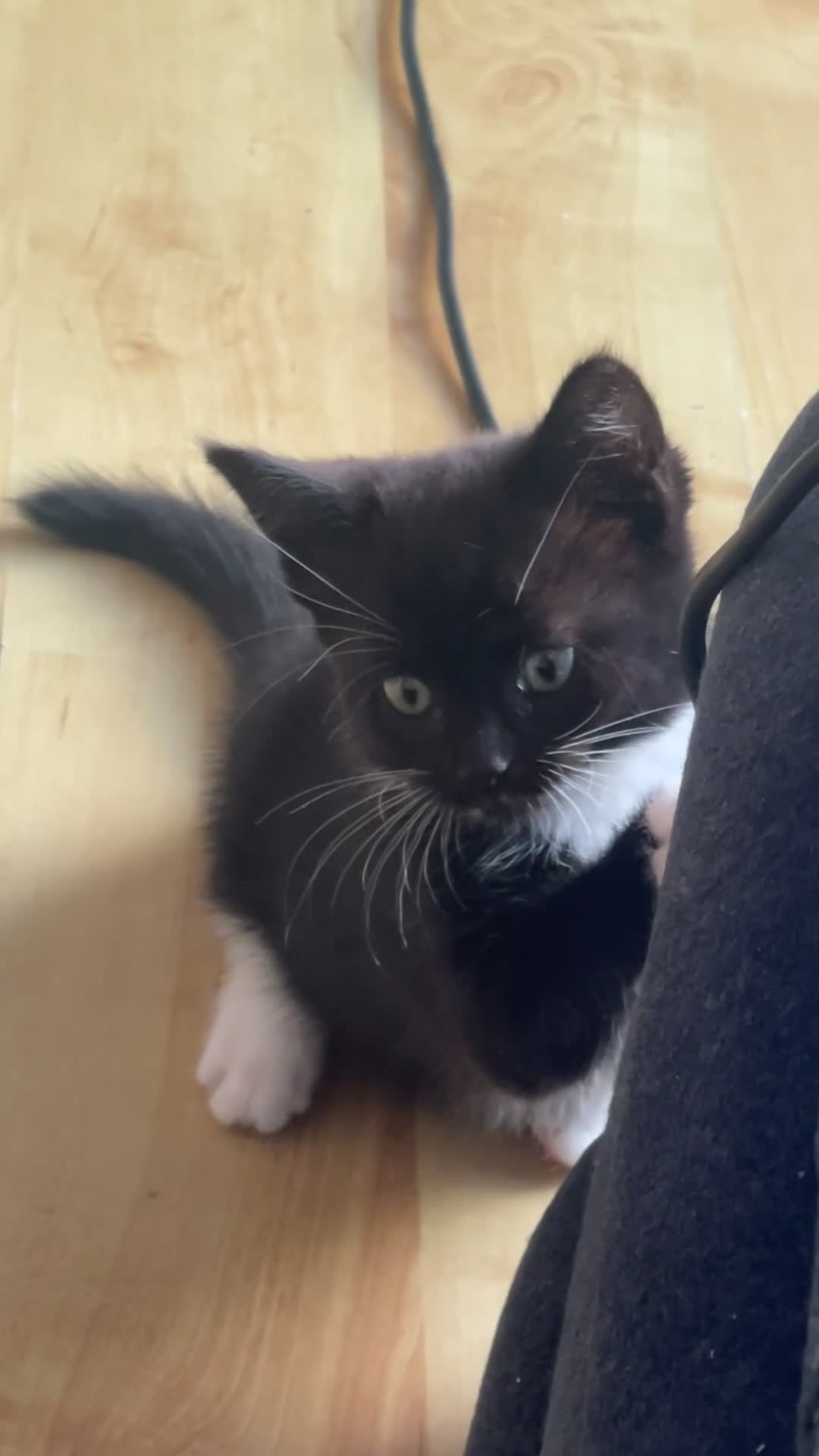 Mixed Breed cats for sale: 1 Beautiful Female Kitten Left  - Video 3