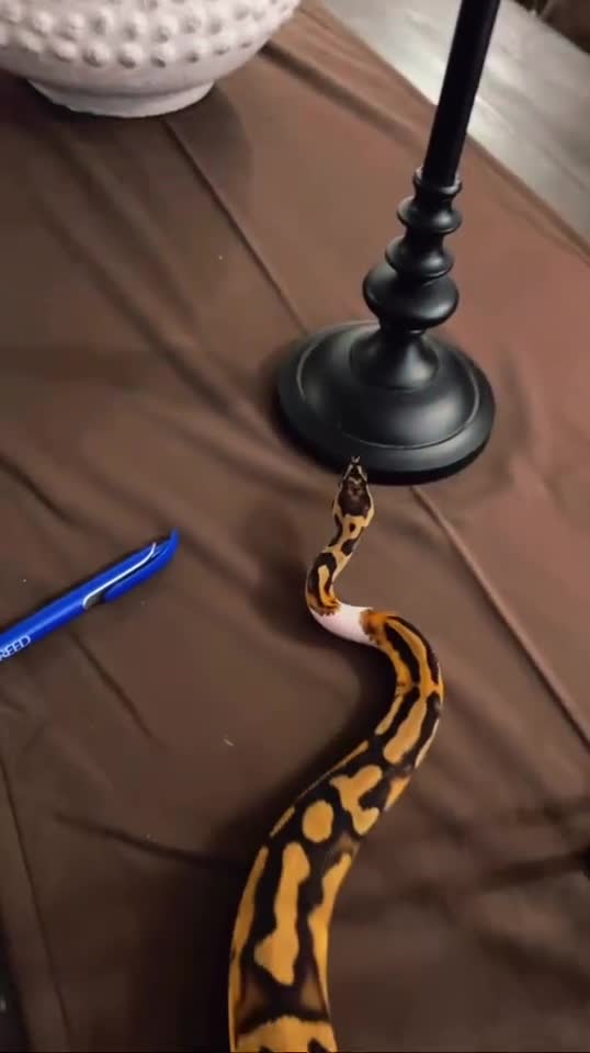 Snake reptiles for sale: 6 month old male ball python - Video 4