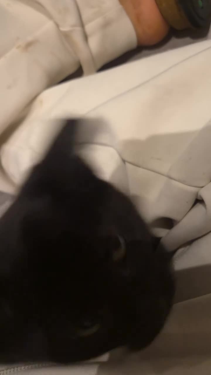 Mixed Breed cats for sale: Sweet little boy needing a new home - Video 1