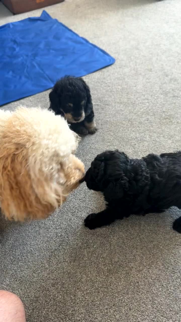Schnoodle dogs for sale: Adorable Schnoodle puppy  - Video 1