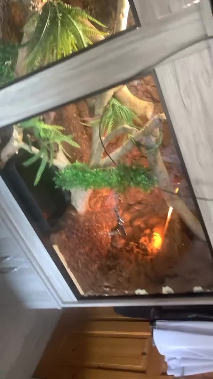 Boa Snake reptiles for sale: Boa constrictor with 6 ft viv - Video 2