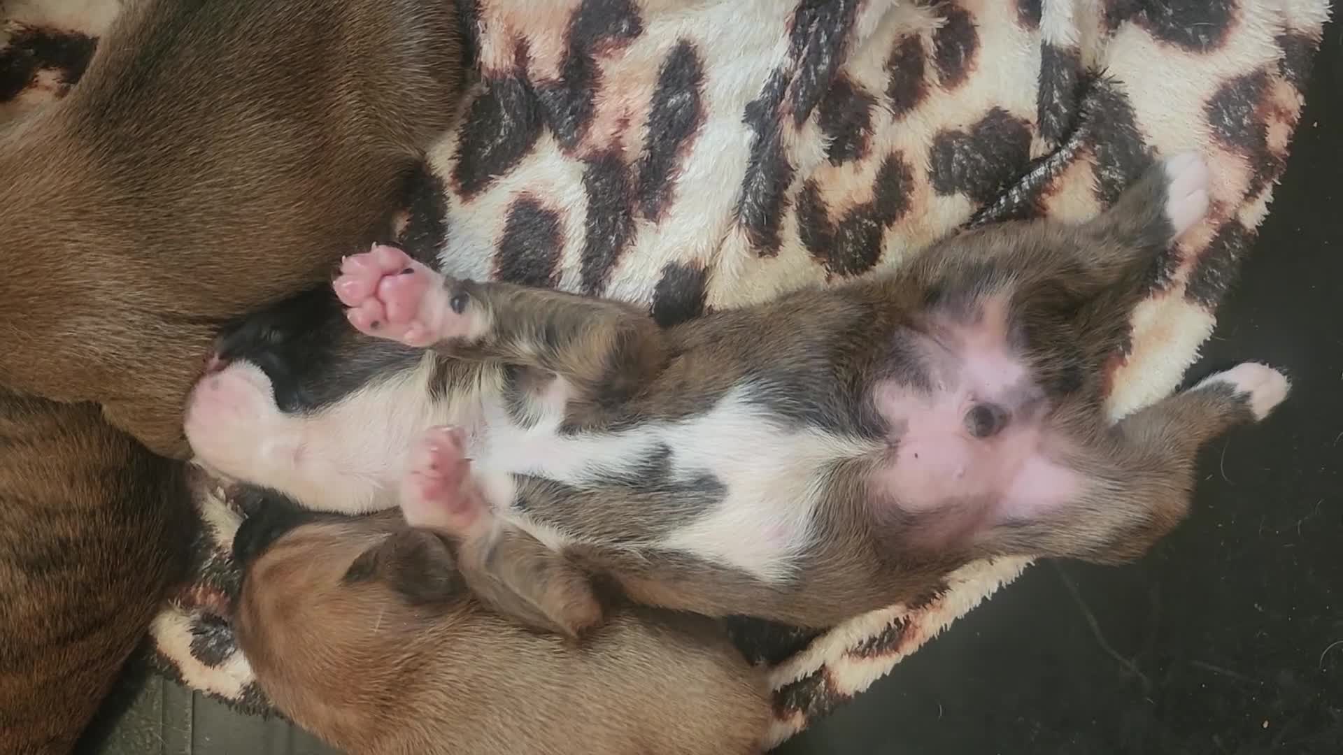 Boxer dogs for sale: 🌟KC REG BOBTAIL BOXER PUPS🌟 - Video 3