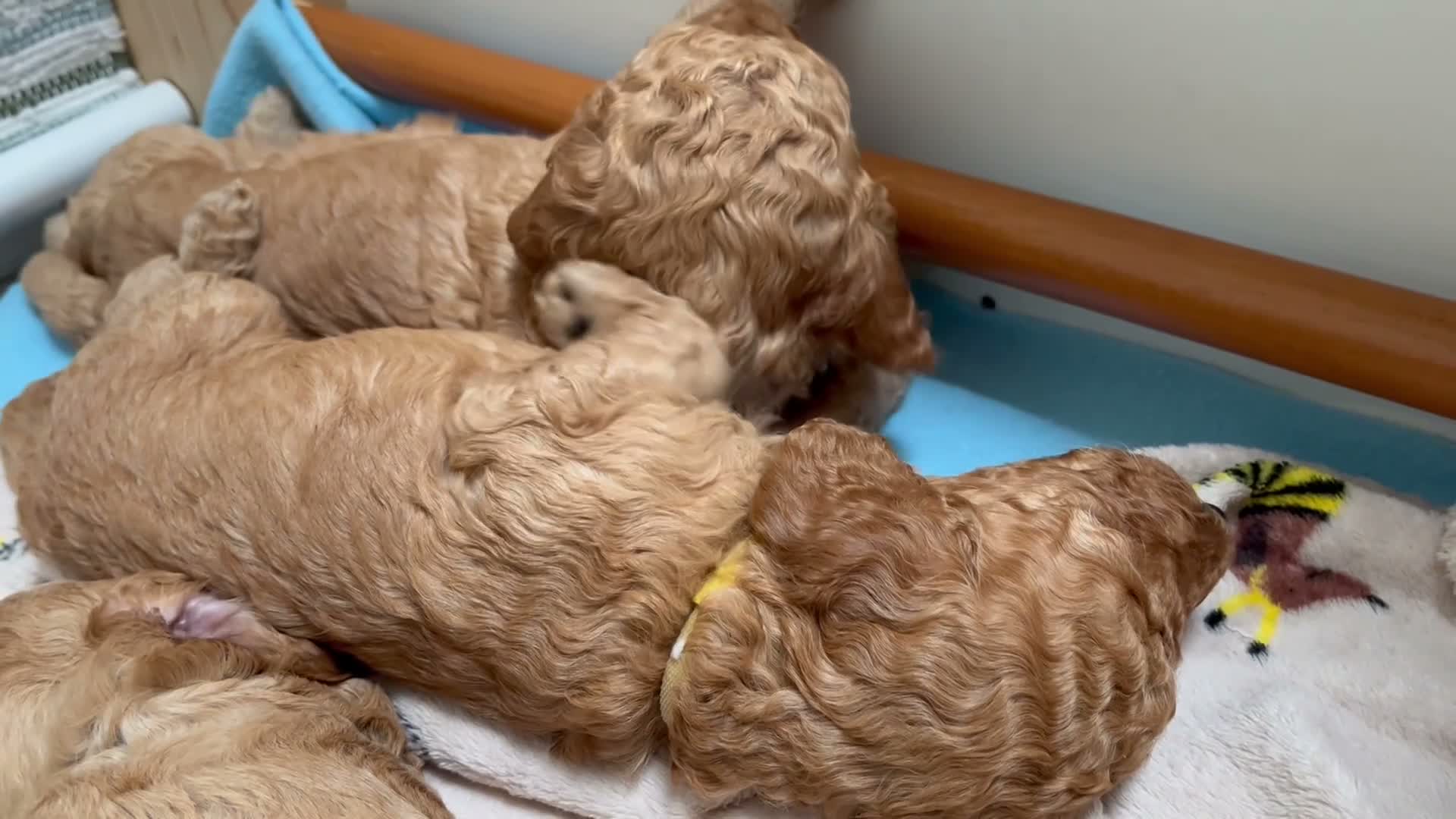 Cockapoo dogs for sale: X6 Cockapoo Puppies in Swindon - Video 3