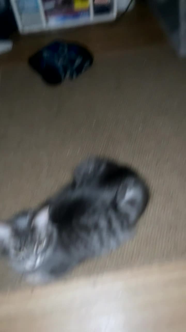 Mixed Breed cats for sale: price for both of them Mother cat and her kitten - Video 1