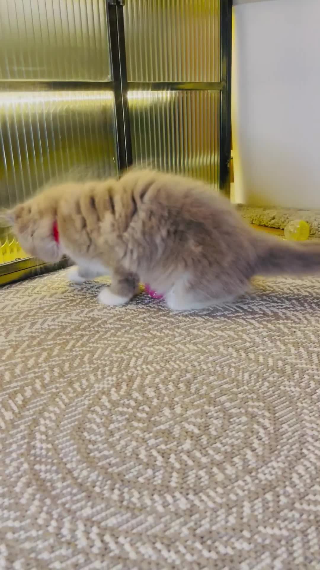 Ragdoll cats for sale: Quality Ragdoll Kittens 🩷 Ready Now  - Video 2