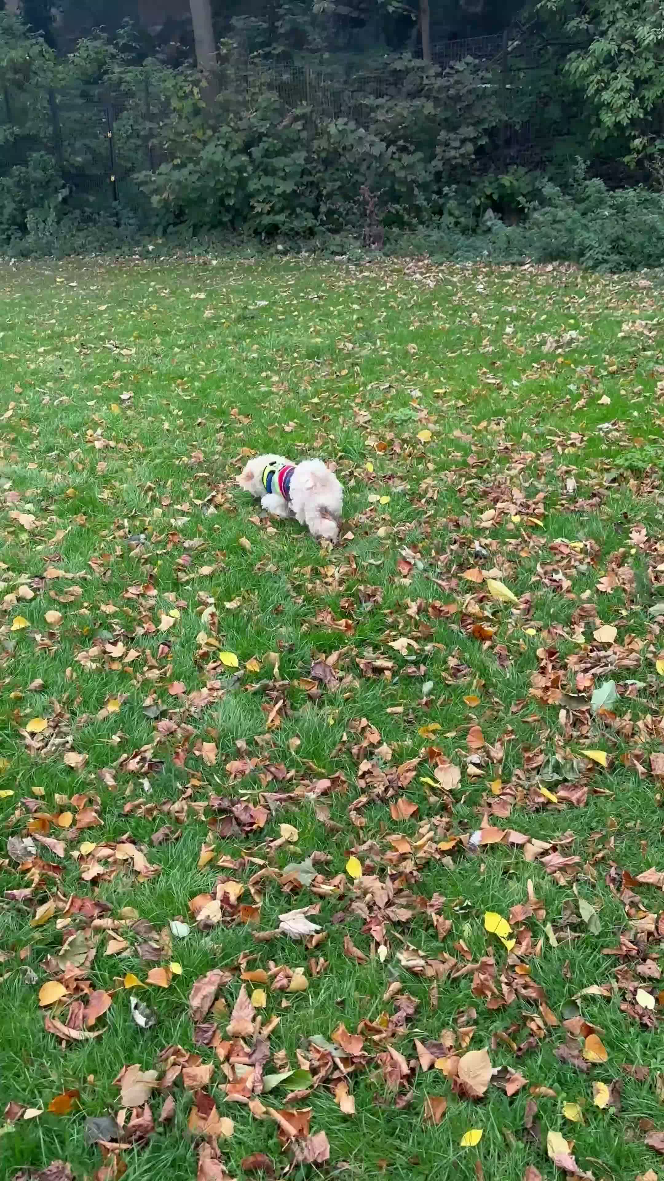 Maltipoo dogs for stud: White toy Maltipoo Stud dog /Woolwich - Video 1
