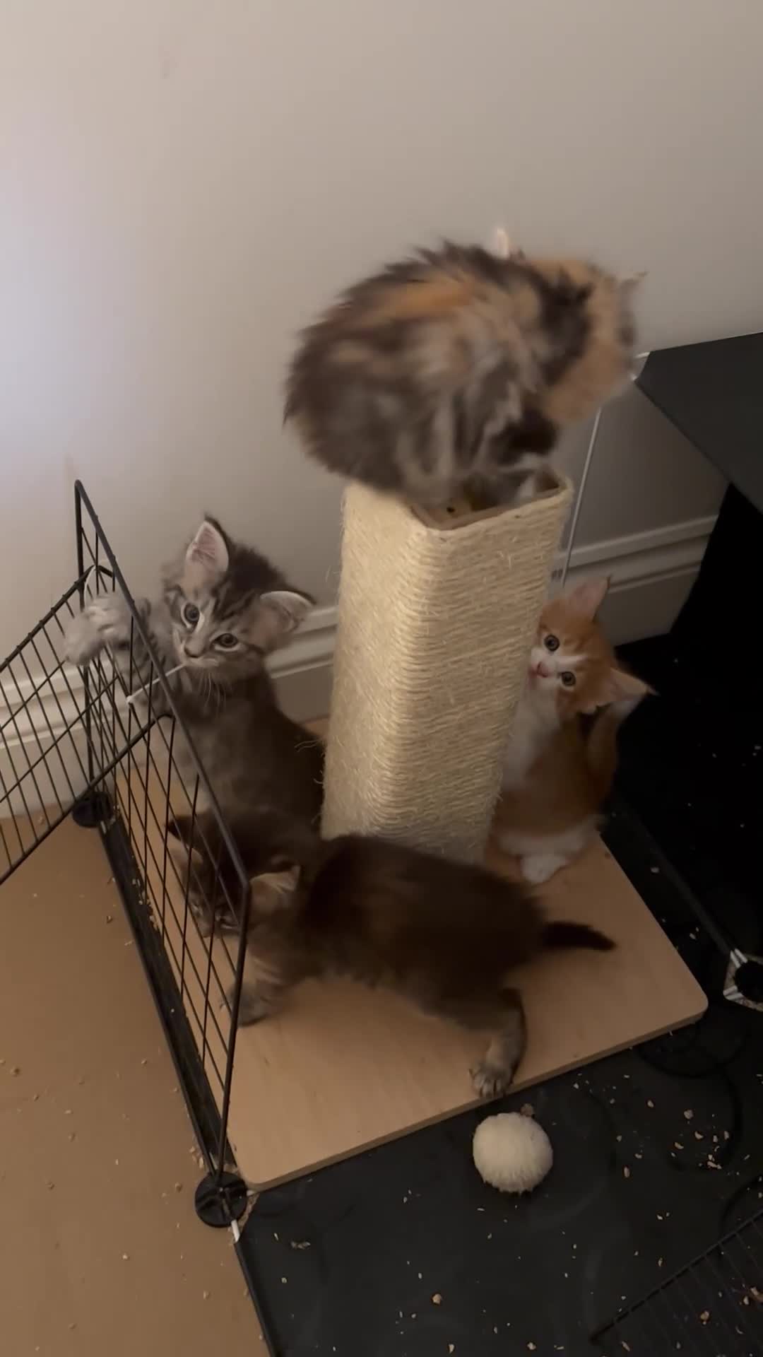 Maine Coon cats for sale: 6x Maine Coon kittens for sale - Video 1