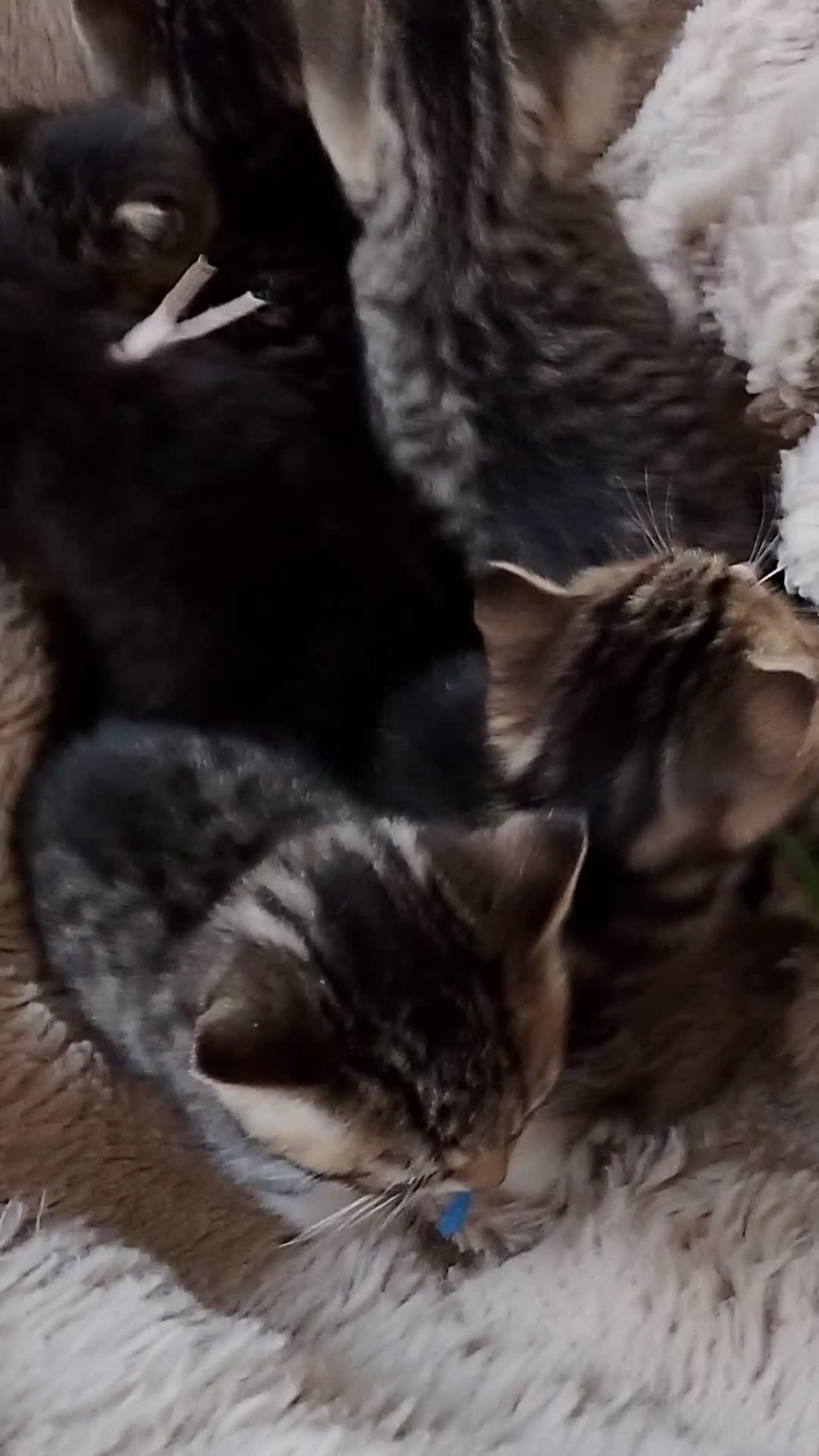 Mixed Breed cats for sale: British shorthair x with domestic tabby - Video 1