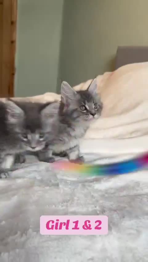 Maine Coon cats for sale: Maine Coon Kittens for Sale TICA  3 Boys & 2 Girls - Video 2