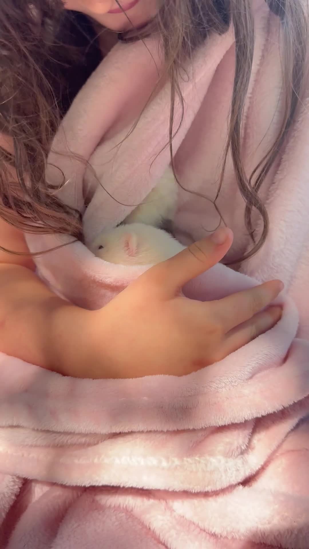Ferret rodents for sale: White Marked Baby Ferrets in Yeovil - Video 1