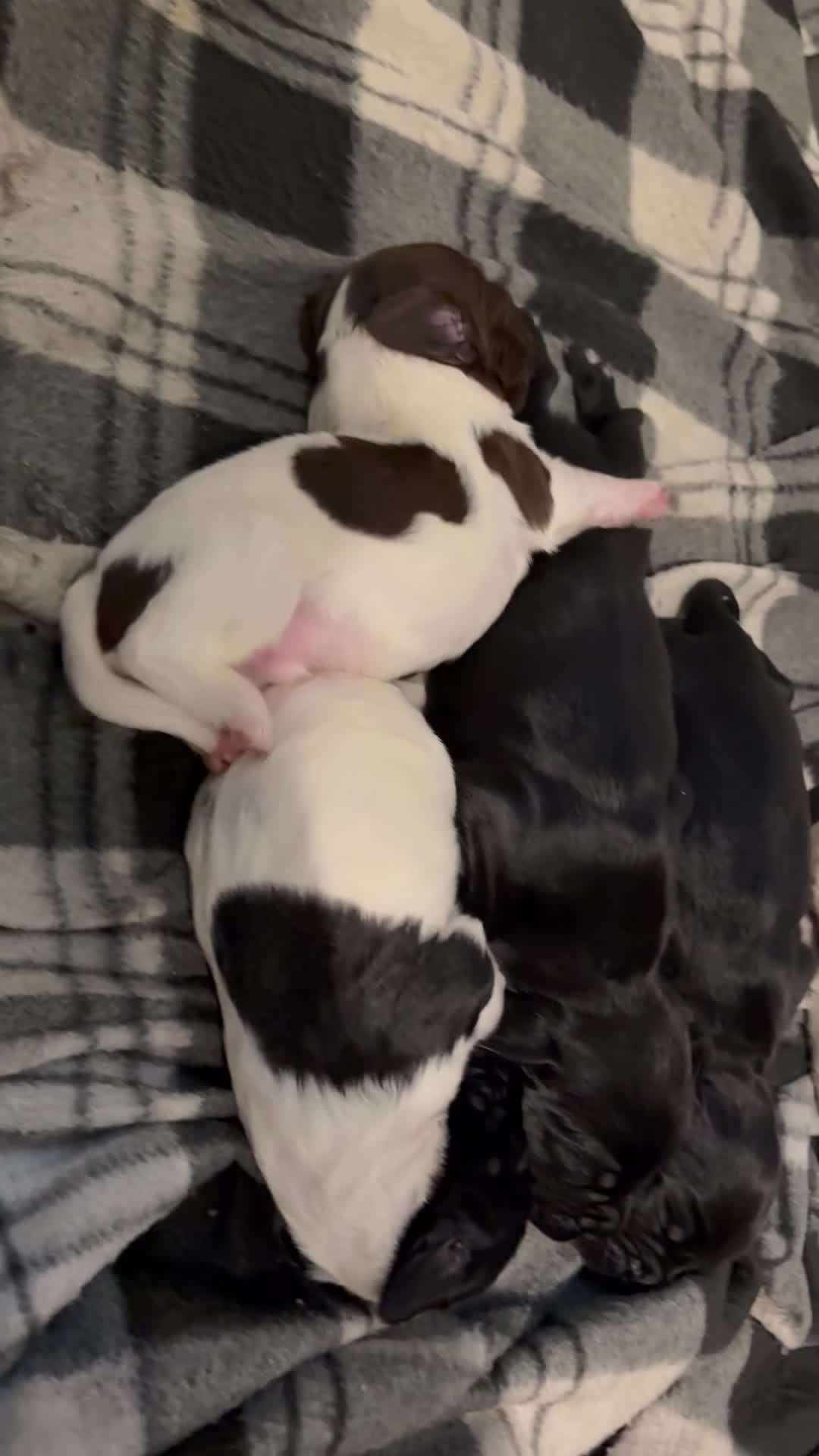 Mixed Breed dogs for sale: 5 BEAUTIFUL SPRINGER/SPROCKER PUPPIES FO SALE  - Video 4