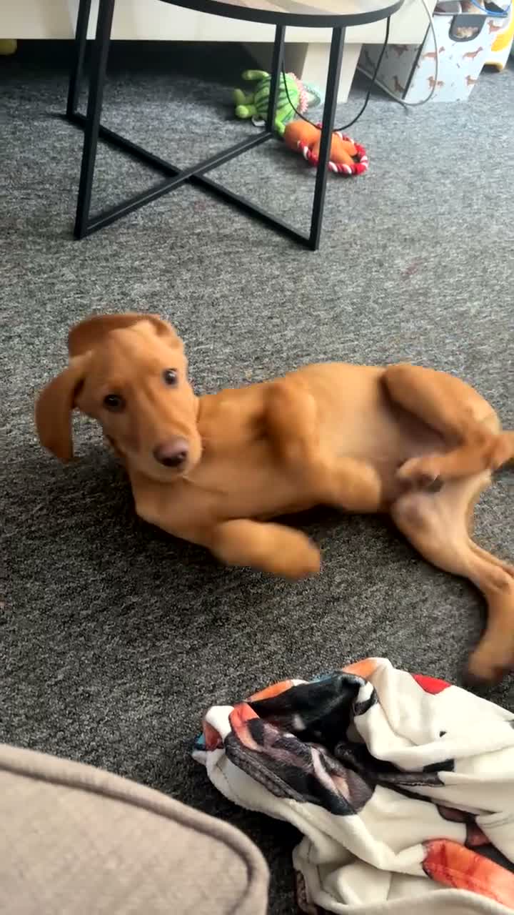 Springador dogs for sale: Male springador - Video 2