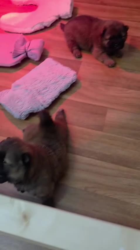 Chow Chow dogs for sale: KC REGISTERED CHOW CHOW GIRL - Video 1