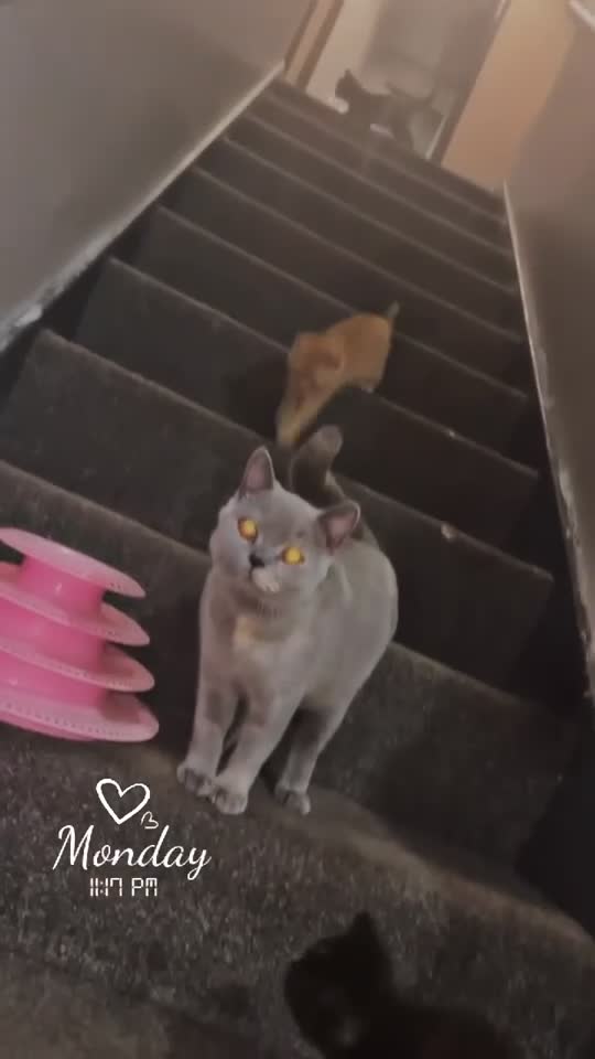 Mixed Breed cats for sale: British short-haired crosses - Video 1
