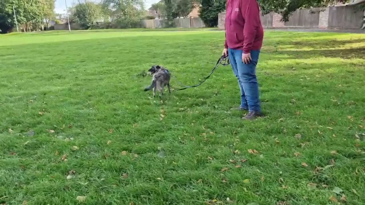 Mixed Breed dogs for adoption: Medium, F, loves people & dogs, great character! - Video 1