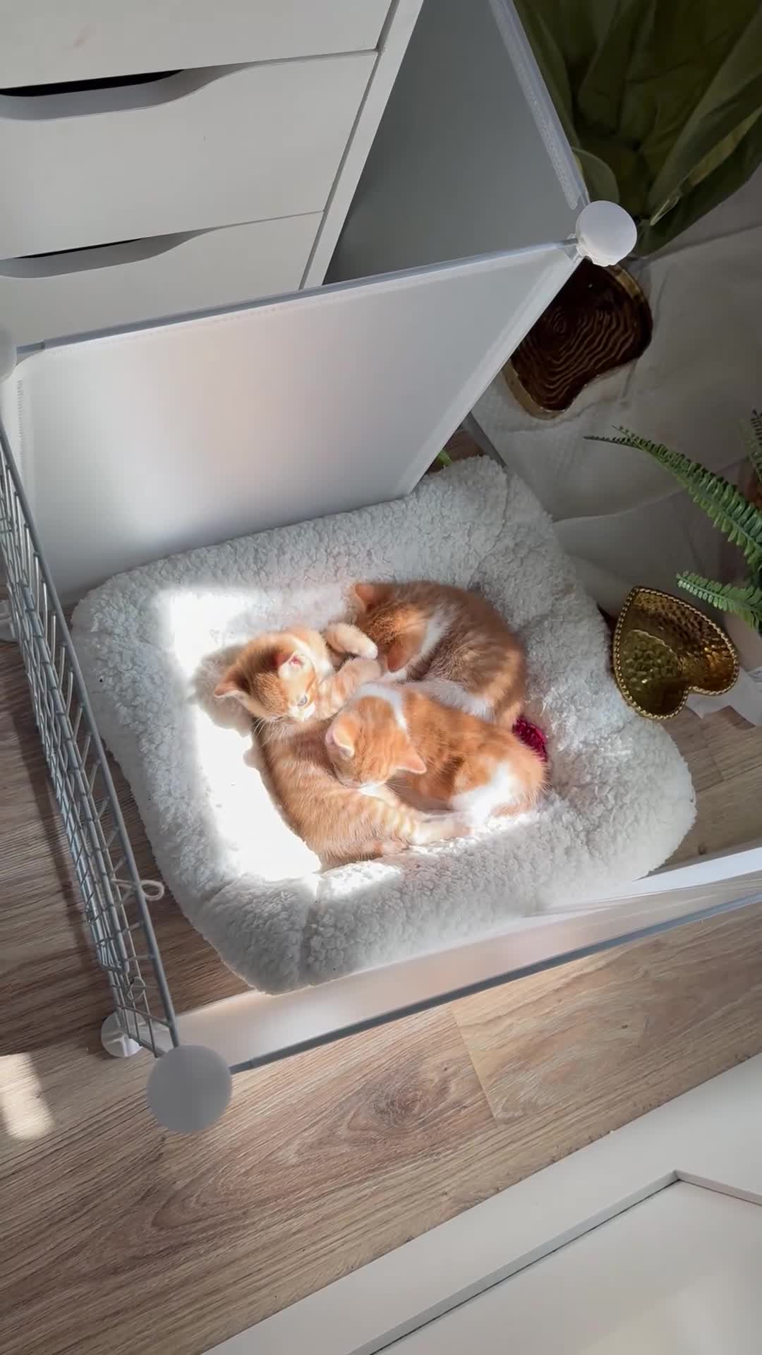 Mixed Breed cats for sale: 8-9weeks ginger kittens-boys300£ each girl350£ 🐱  - Video 2