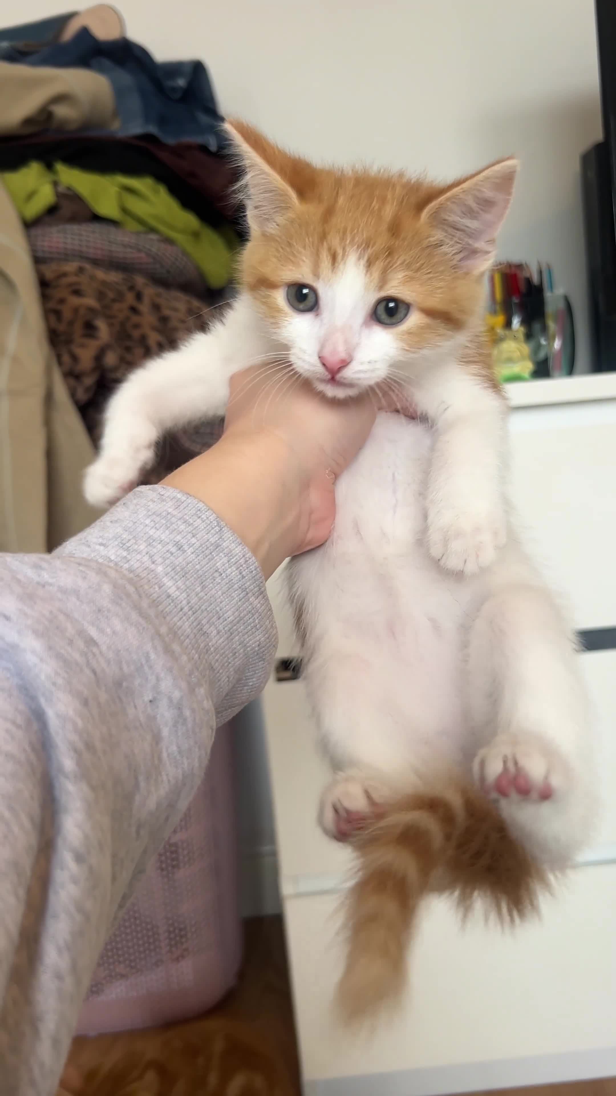 Mixed Breed cats for sale: 4 orange tabby kittens - Video 2